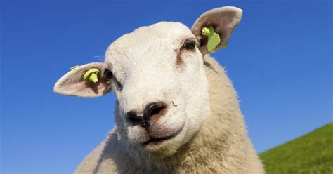 67 Facts About Sheep You Have to Read to Believe! - RaisingSheep.net