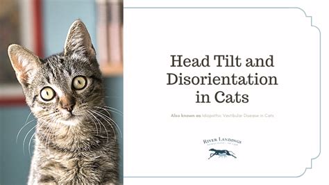 Head Tilt and Disorientation in Cats — River Landings Animal Clinic in ...