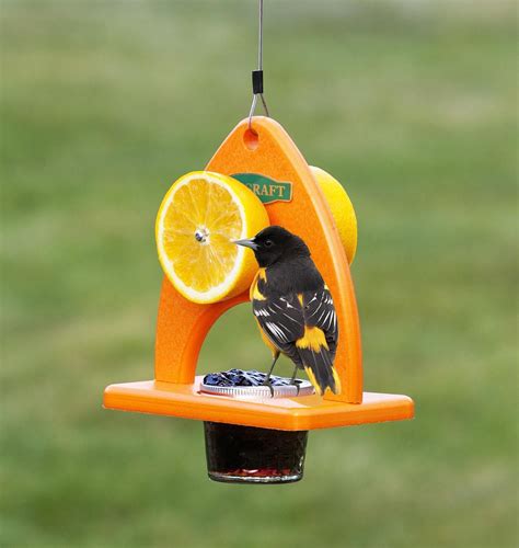 Bird Feeders for Baltimore Orioles | Bird feeders, Diy bird feeder, Oriole bird feeders