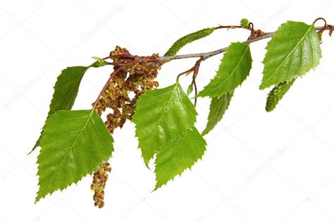 Pictures: image of birch tree leaves | Birch Tree Leaves — Stock Photo © robynmac #5527104