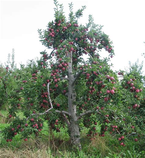 Old Apple Tree Photograph by Barbara Ferreira - Pixels