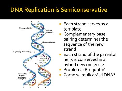 Why Is Replication Semiconservative