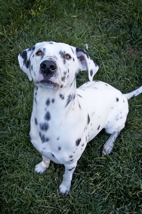 Dalmatian Mix | Dalmatian mix, Dogs, Animals