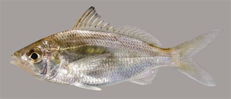 Tidewater Mojarra – Discover Fishes