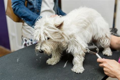 Dog West Highland White Terrier Grooming Stock Photo - Image of breed ...