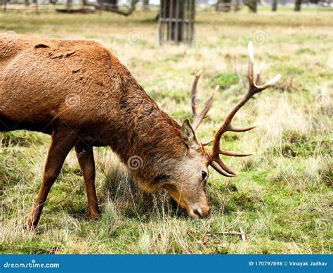 Deer in Bushy Park London stock photo. Image of walk - 170797898