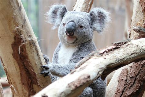 Koalas: Meet them at Zoo Leipzig!