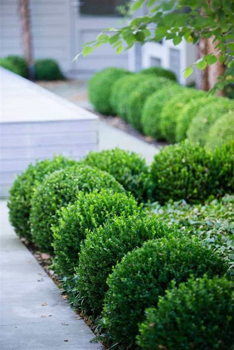 Caring Tips For Boxwood Garden Plants | Boxwood garden, Boxwood landscaping, Front yard garden ...