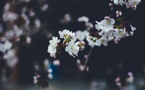 Download Flower White Flower Nature Blossom 4k Ultra HD Wallpaper