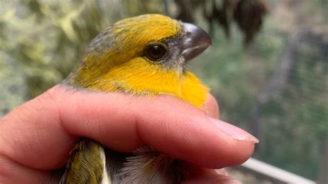 Six Palila Birds Released Into Puu Mali Restoration Area