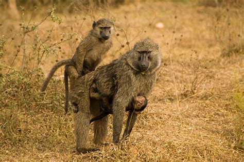 Mating Baboons Stock Photos, Pictures & Royalty-Free Images - iStock