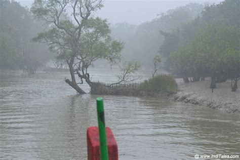 Saltwater Crocodiles At Bhitarkanika National Park - Inditales