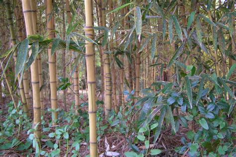 What Bamboo Grows Well In Clay Soil? | Bamboo Plants HQ