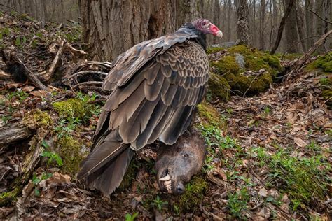 This 14-year-old Spanish photographer has won the Young Bird Photographer of the Year 2024 Award ...