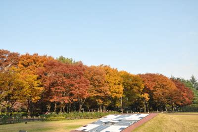 ≪Autumn Leaves Viewing Spot≫ Hibiya Park | SagasWhat TOKYO - Find the best time for fun