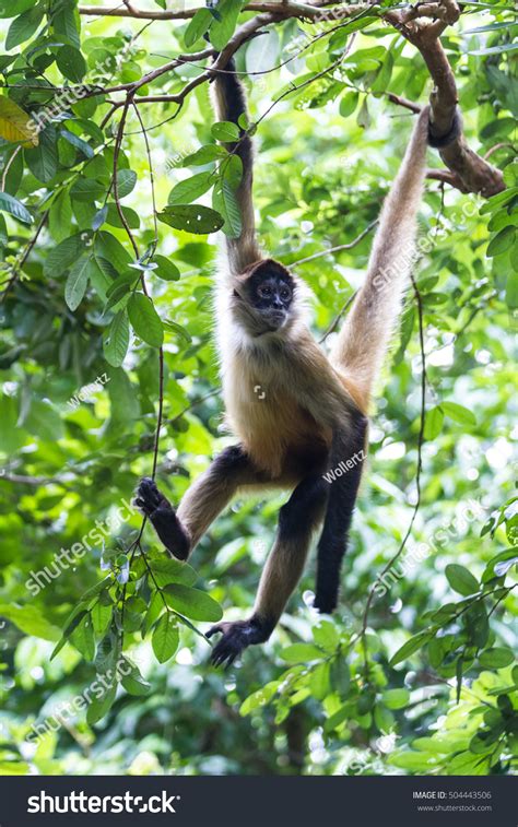 Spider Monkey Hanging Tree Natural Park Stock Photo 504443506 ...