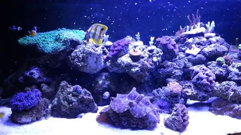 My Reef Tank And Tridacna Clams - YouTube