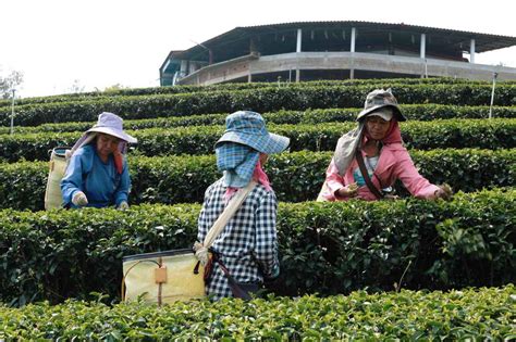 Tourist Places to visit near Munnar Tea Plantation Walking Tour Mar 2024 | ExploreBees