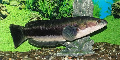 Channa micropeltes – Giant Snakehead (Ophicephalus bivittatus, Ophiocephalus studeri ...