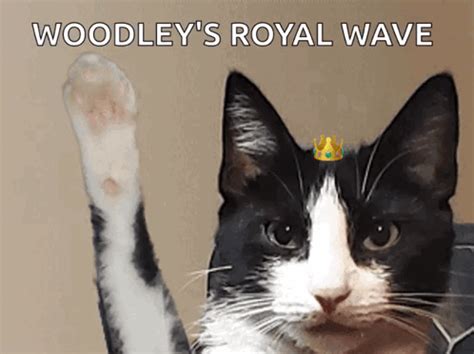 Tuxedo Cat Wave GIF - Tuxedo Cat Wave Hello - Discover & Share GIFs