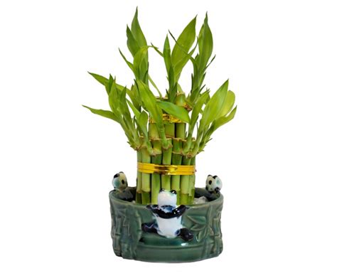 Lucky Bamboo Plant 2 Tier Tower With Three Pandas Vase Feng Shui Plant | Lucky bamboo plants ...