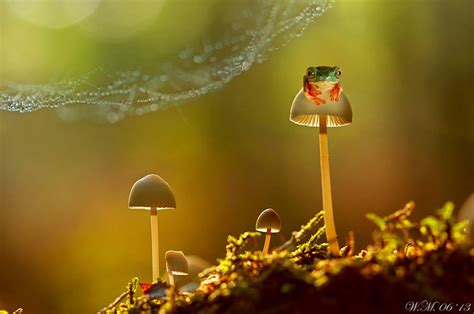 The Spellbinding World Of Frogs In Macro Photography By Wil Mijer