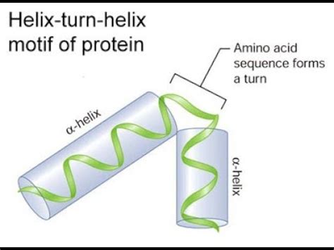 | HELIX LOOP HELIX | & | HELIX TURN HELIX | Introduction, basic concept and function - YouTube