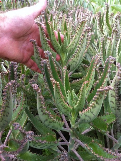 Devils Backbone Plant Kalanchoe | Plants, Planting succulents, Cacti and succulents