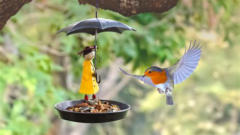 How To: Care for Birds in Your Garden | Marco Paul