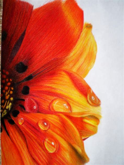 Flower Drawing Colour Pencil