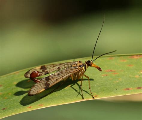 Scorpion fly | Male scorpion fly. I've taken quite a few pho… | Flickr