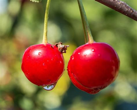 Free photo: Sour Cherry, Cherries, Tree, Cherry - Free Image on Pixabay - 826381