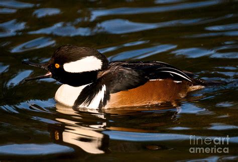 Male Hooded Merganser Duck Photograph by Terry Elniski - Fine Art America