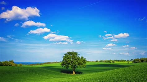Tree Field Plain HD, HD Nature, 4k Wallpapers, Images, Backgrounds, Photos and Pictures