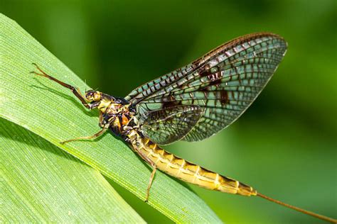 Insect apocalypse - mayfly population has dropped 50% since 2012 / Boing Boing