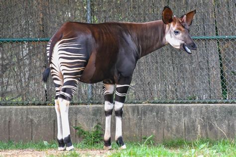 Okapi | The Maryland Zoo