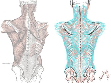 Myofascial Anatomy Weekend Intensive | Freely Human