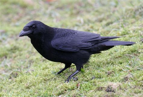 Carrion Crow - BirdForum Opus | BirdForum