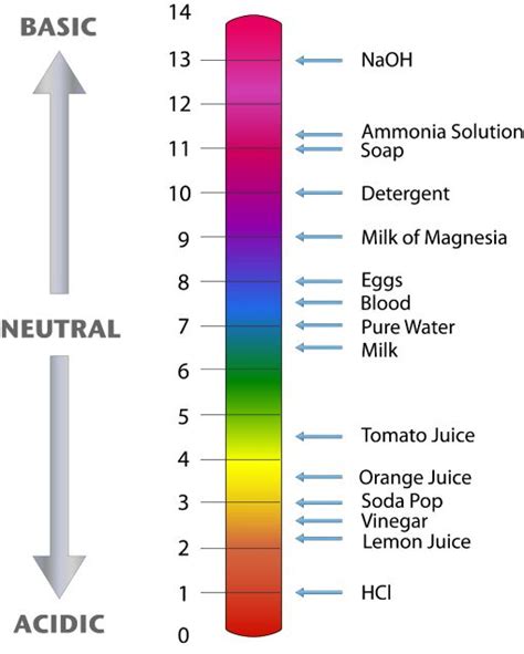 39 best images about ph scale on Pinterest | Biology, Alkaline foods and Watches