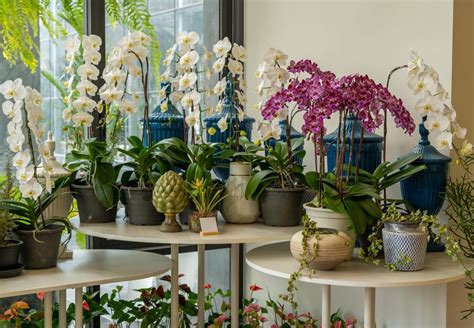 Tips on Growing & Caring for Orchid Plants