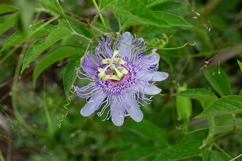 A Second Spring: Fall Wildflowers in Texas - Texas Kids Adventures