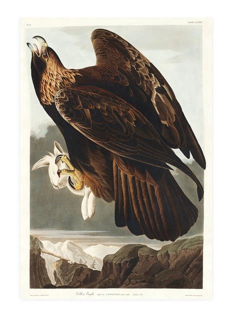 Vintage Golden Eagle Print, Audubon Print, Eagle Print, Vintage Print ...