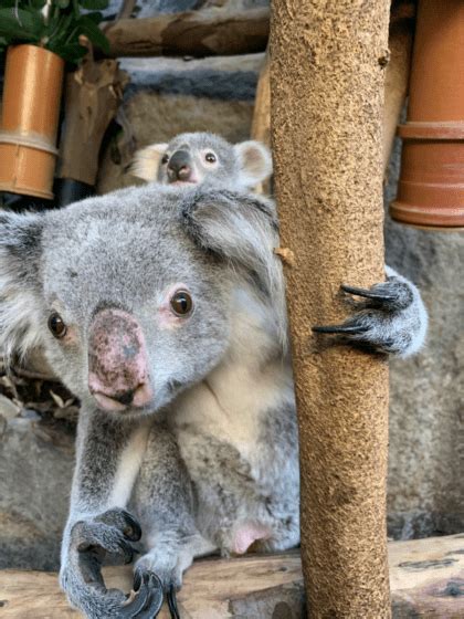 Health check for Edinburgh's first female koala joey | Discover Animals