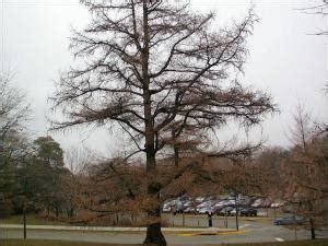 European Larch | Natural Resource Stewardship