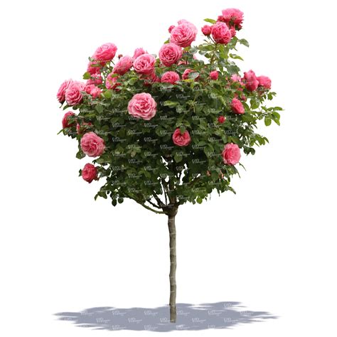 無料ダウンロード pink rose bush tree 175980-Pink rose bush trees