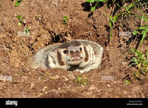 American Badger at burrow - Minnesota USA Stock Photo - Alamy