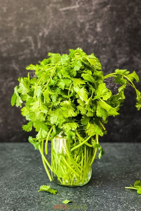 How to Store Cilantro (Buy, Clean, Cut, Use) | Spice Cravings