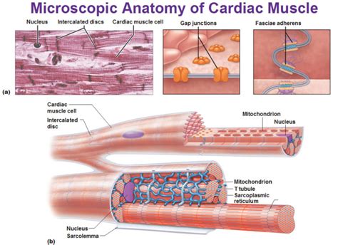 What is the function of cardiac muscles cells? | Socratic