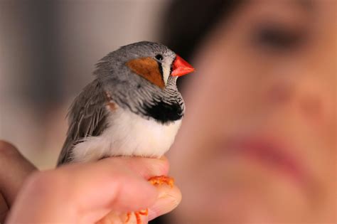 Some Songbirds Have Brains Specially Designed to Find Mates for Life ...