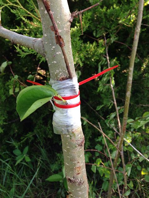 Grafting onto Bradford (Callery) Pear (forest garden forum at permies)